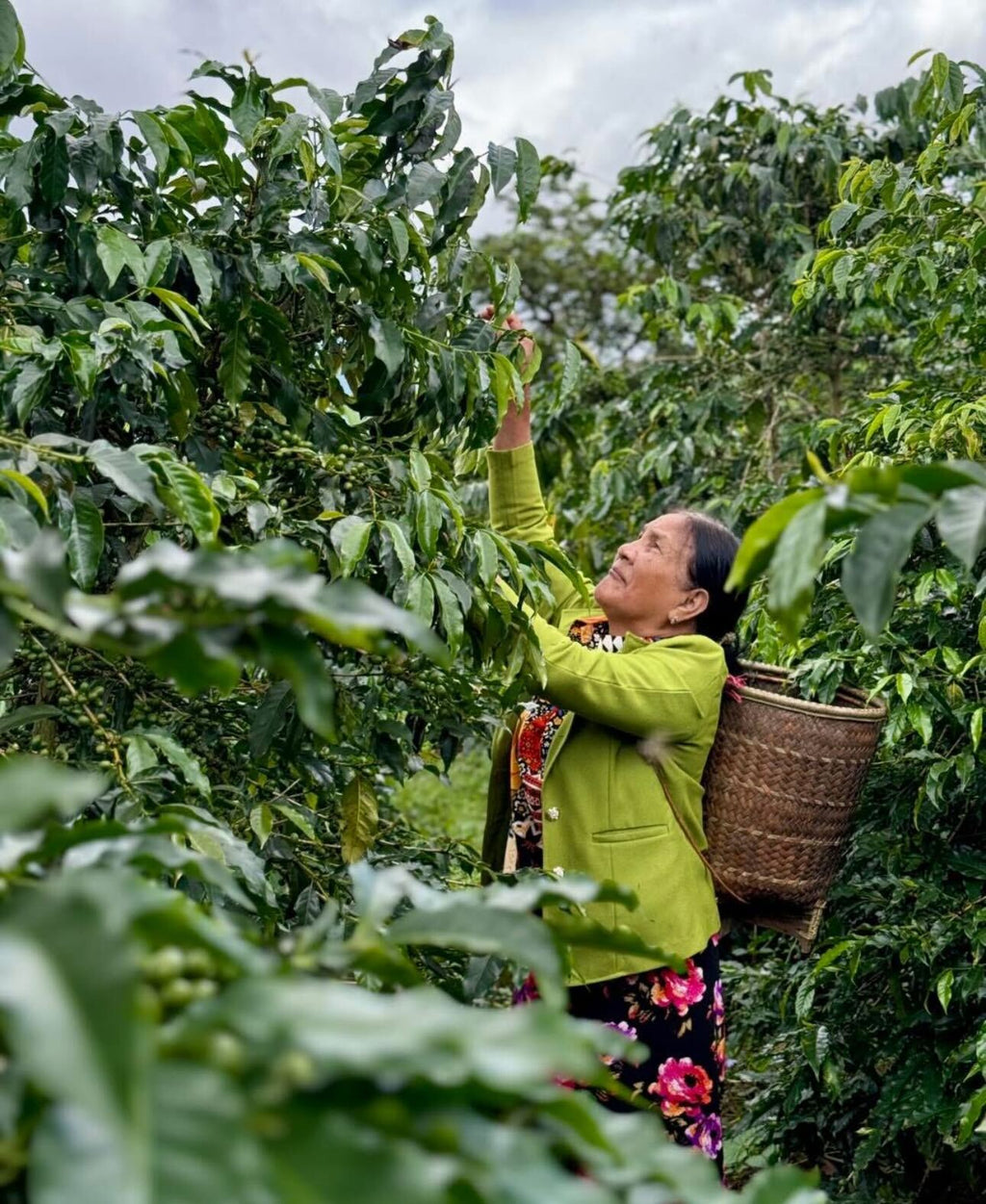 Dalat 86, Vietnam - Honey Anaerobic