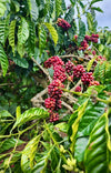 Dalat 86, Vietnam - Honey Anaerobic