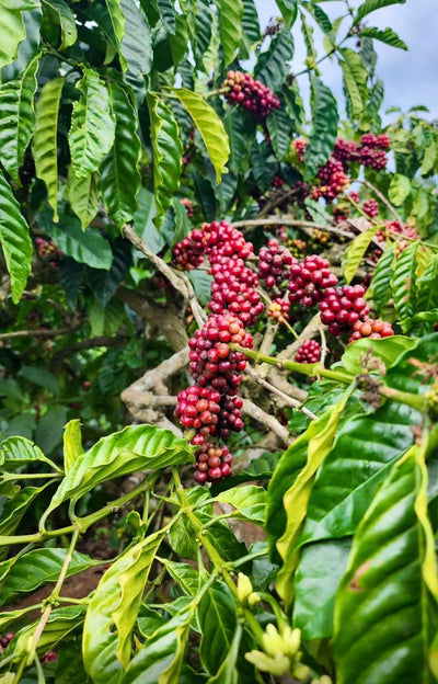 Dalat 86, Vietnam - Honey Anaerobic