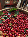 Dalat 86, Vietnam - Honey Anaerobic
