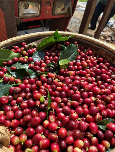 Dalat 86, Vietnam - Honey Anaerobic