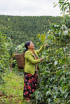 Dalat 86, Vietnam - Honey Anaerobic