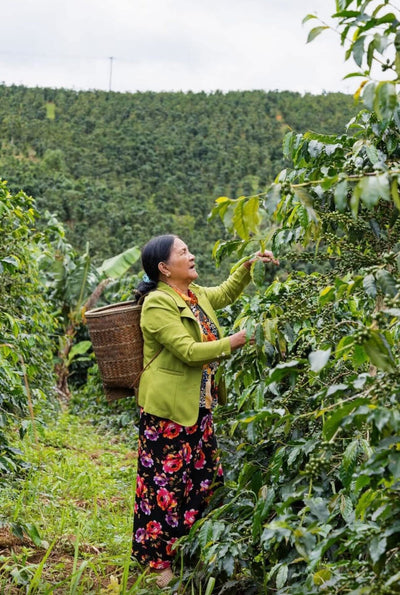 Dalat 86, Vietnam - Honey Anaerobic