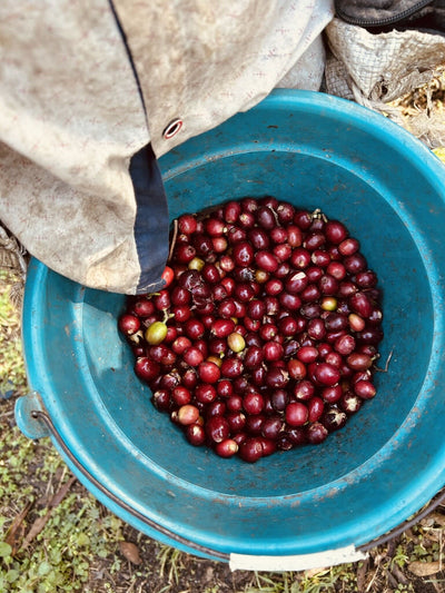 Mexico - Finca La Esperanza - L2 Anaerobic Washed