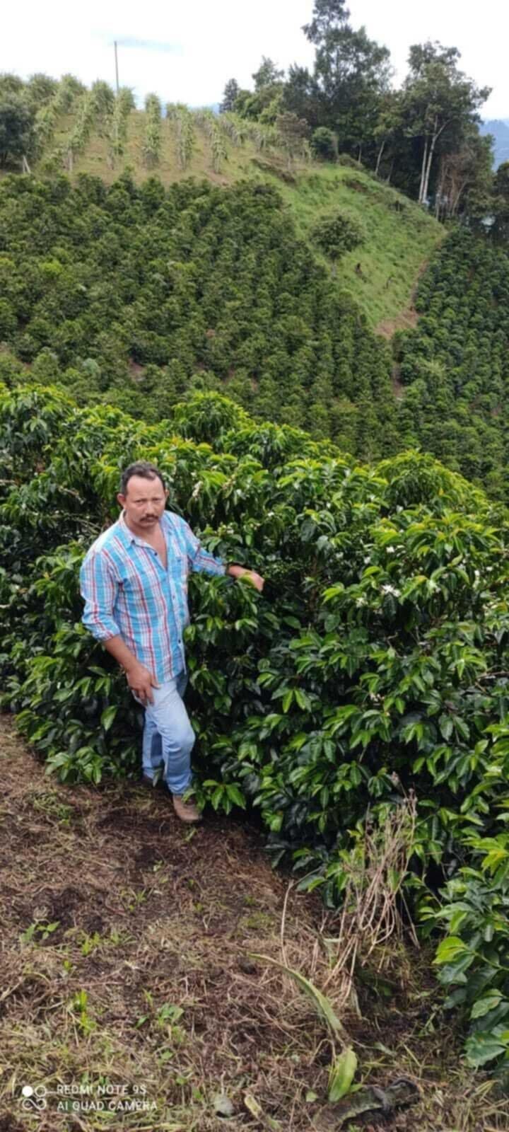 Borbon Wonder, Colombia