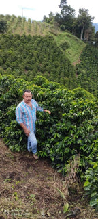Borbon Wonder, Colombia
